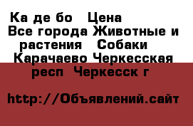 Ка де бо › Цена ­ 25 000 - Все города Животные и растения » Собаки   . Карачаево-Черкесская респ.,Черкесск г.